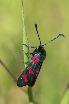 Acorn ram, common blood droplet, Granelli, Italy, Pantani Cuba and Longarini, six-spot ram, six-spot burnet, migratory bird sanctuary, Pantani Cuba & Longarini migratory bird sanctuary, zygaena filipendulae, blood droplets, burnet, butterfly, high size, portrait format, insects, Italy, moths, moths, moths, butterfly, Sicily, Foundation for Biodiversity, Widderchen