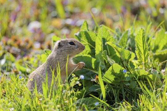 An adult ground squirrel (Spermophilus citellus) eats leaves and flowers on a sunny day in a green meadow with tall vegetation. Austria