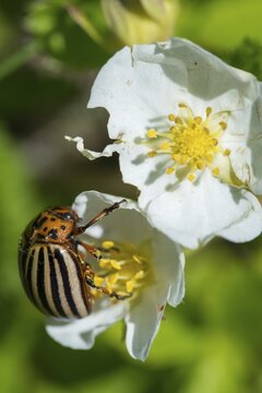 Leaf beetle, chrysomelidae, Colorado beetle, Colorado potato beetle, potato beetle, leptinotarsa decemlineata, beetle, coleoptera, high size, portrait format, insects, beetles, potato bug, ten-lined potato beetle, ten-striped spearman