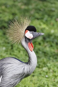 Crowned Crane (Balearica pavonina), portrait, captive, Herborn-Uckersdorf Zoo, Hesse, Germany