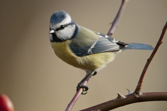 Blue tit, parus caeruleus, birds, tits, passeri, songbirds, songbirds, tits, birds