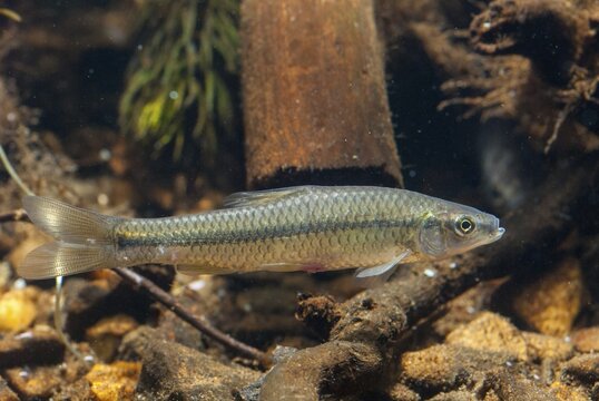 Blue ribbon bear, pseudorasbora parva, stone moroco, stone moroko, fish, fish, pisces, topmouth gudgeon