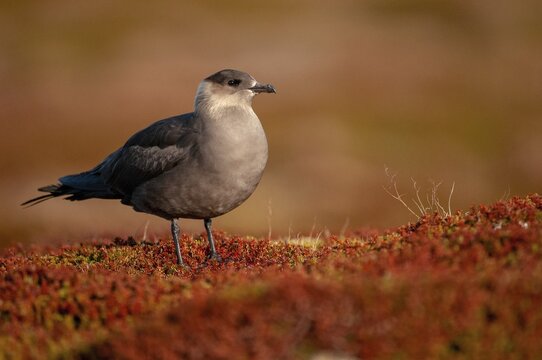 Arctic hunter, arctic skua, arctic tern, Norway, parasitic hunter, parasitic skua, parasite predatory gull, stercorarius parasiticus, varanger, birds, charadriiformes, limikolen, predatory gulls, stercorariidae, birds