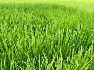 Fototapeta premium Vibrant close-up shot of a lush green rice paddy field, showing the dense growth of young rice plants under natural light