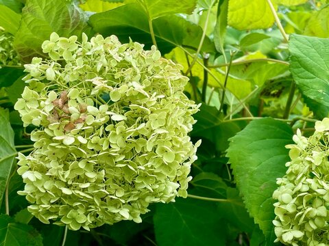 Large spherical cluster of green hydrangea flowers in a garden, surrounded by dense green leaves
