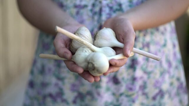 Woman presenting bunch of raw unpeeled garlic bulbs in natural light. Perfect for organic produce, wellness and kitchen prep themes.