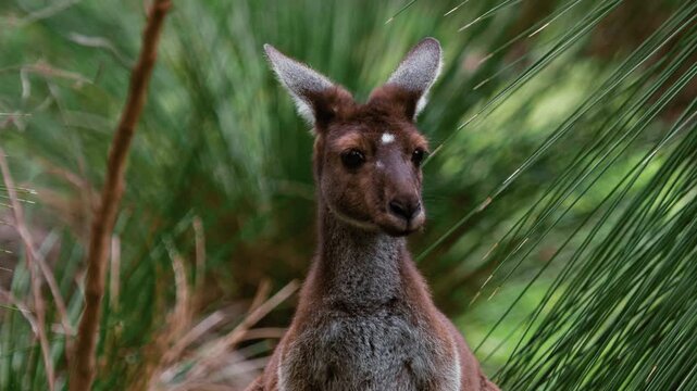 Young kangaroo looking ahead while standing peacefully in the forest surrounded by sharp green leaves in Australia
