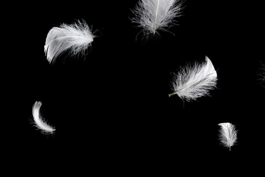 White feather isolated on a black background.