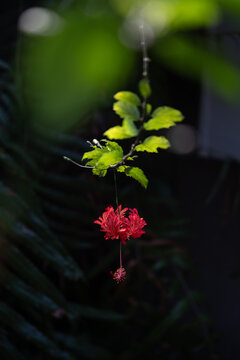Dewy Green Leaves with Red Flower in Soft Bokeh