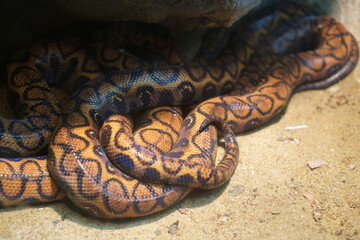 Fototapeta premium Coiled patterned snake resting on the ground