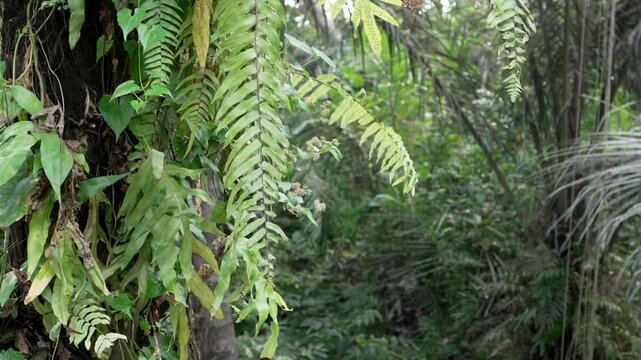 Epiphytic sword fern vines tree trunk humid tropical rainforest Bali green wall foliage texture