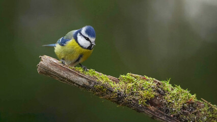Eurasian Blue Tit Perching on Moss-Covered Branch in European Woodland © Banu