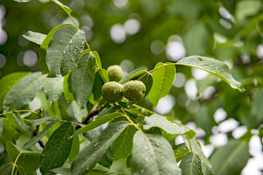 Green walnuts growing on a tree among fresh leaves in natural sunlight, showing immature fruit during the growing season.