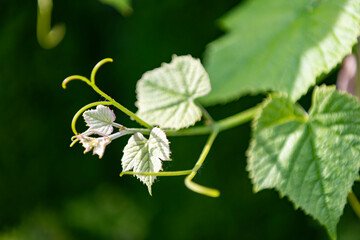 Obraz premium Grapevine leaves shine with fresh green color in the vineyard. Nature grapevine while grape cultivation farm. Grapevine green leaves of grapes in vineyard nature