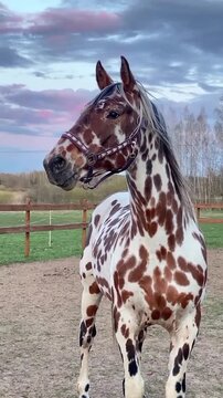 eopard Complex Spotted Appaloosa Horse Standing Outdoors at Sunset