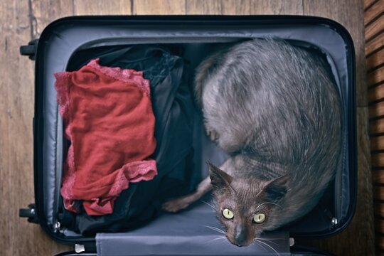 Cute werewolf cat sitting in a suitcase and waiting for the trip. Seen direcvtly above.