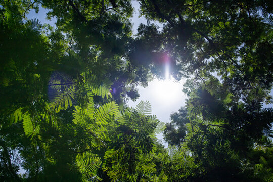 Sunlight Through Green Tree Canopy Creating Natural Circular Frame