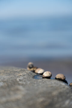 Pebbles on a Rock by the Sea
