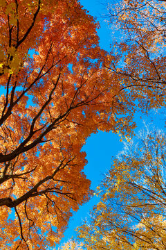 Seasonal leaves on tree. Natural autumn leaves. Autumn beauty of nature. Fall season nature. Fall leaves of yellow tree. Autumn tree. Nature in fall season. Autumnal sunny day. Crisp air