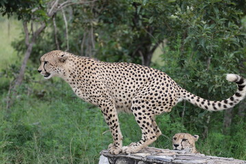 The cheetah (Acinonyx jubatus jubatus) is a species of large feline and the only living member of the genus Acinonyx. This photo was taken in Kruger National Park, South Africa. © feathercollector