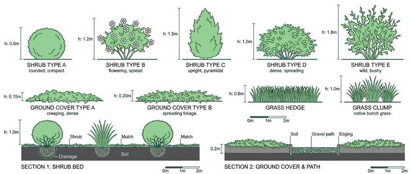 Garden Plant Types Illustration Isolated