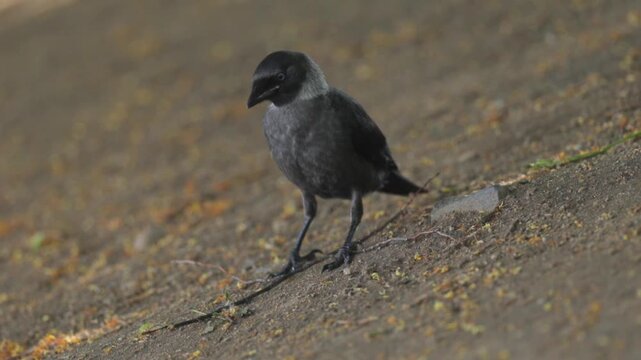 Western Jackdaw Foraging by the Riverbank in Daylight