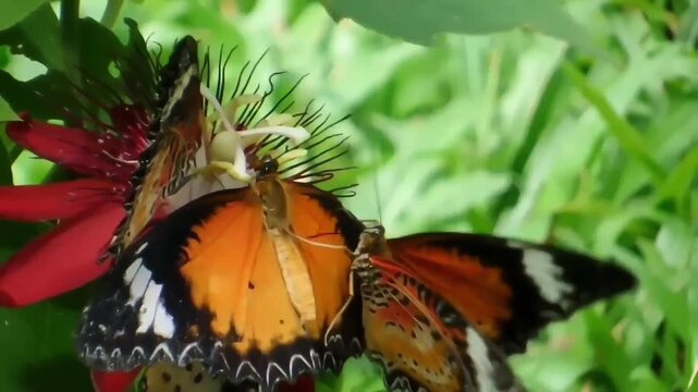 Close up of a group of three Red Lacewing butterflies on a red passion flower, with two butterflies engaging in a unique piggyback climbing interaction on the right.