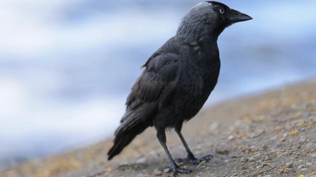 Western Jackdaw Foraging by the Riverbank in Daylight