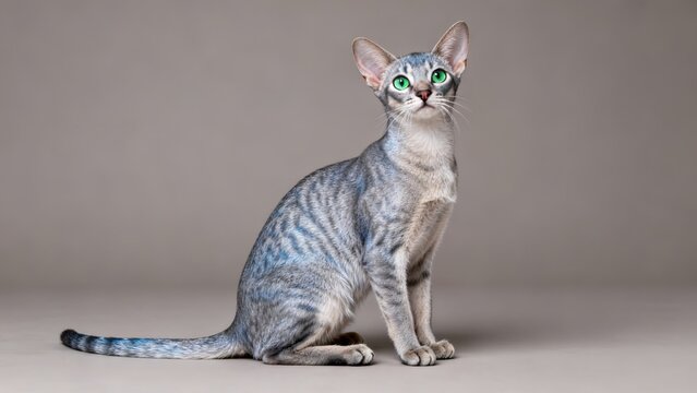 Full body shot of a blue silver Abyssinian cat sitting on a warm gray background