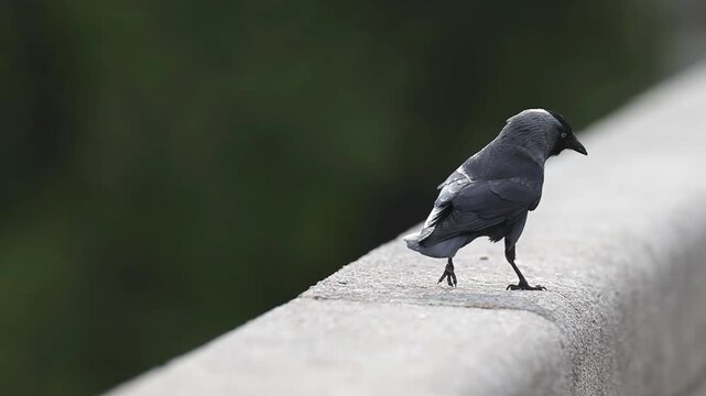 Urban Common Jackdaw in Bright Daylight
