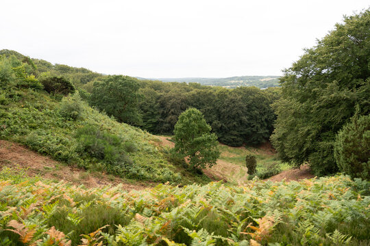Lush green hillside landscape with dense trees and ferns