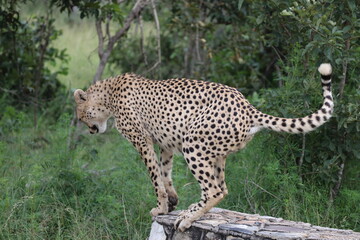 The cheetah (Acinonyx jubatus jubatus) is a species of large feline and the only living member of the genus Acinonyx. This photo was taken in Kruger National Park, South Africa. © feathercollector