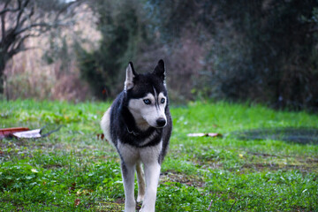 Majestic Siberian Husky with striking blue eyes walking through a wet green meadow. Portrait of a beautiful purebred dog on a walk in the countryside, looking alert and focused. © AgioiDouloi