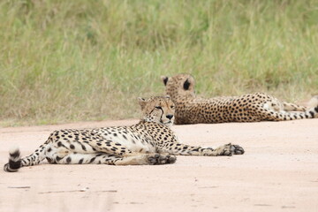 The cheetah (Acinonyx jubatus jubatus) is a species of large feline and the only living member of the genus Acinonyx. This photo was taken in Kruger National Park, South Africa. © feathercollector