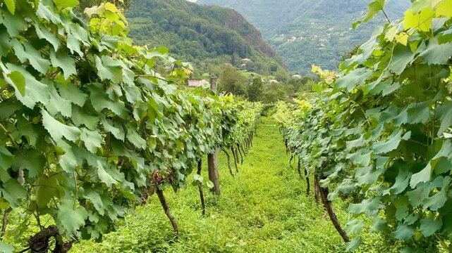 A winery with beautiful green grape vines on a mountain farm in Georgia.