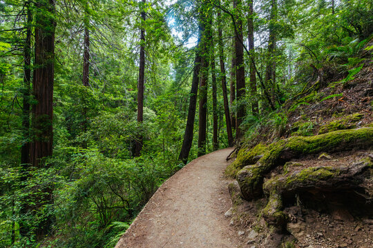 Dirt Trail Winding Through Ancient Redwood Forest in Muir Woods National Monument California