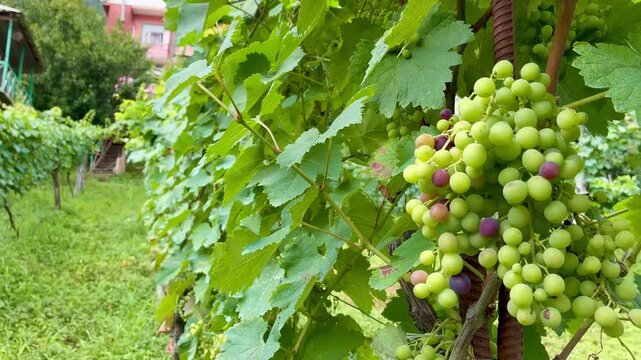 A winery with beautiful green grape vines on a mountain farm in Georgia.