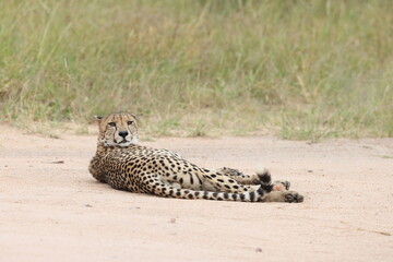 The cheetah (Acinonyx jubatus jubatus) is a species of large feline and the only living member of the genus Acinonyx. This photo was taken in Kruger National Park, South Africa. © feathercollector