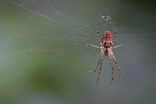 Herbstspinne
