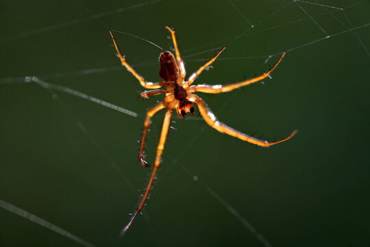 Herbstspinne