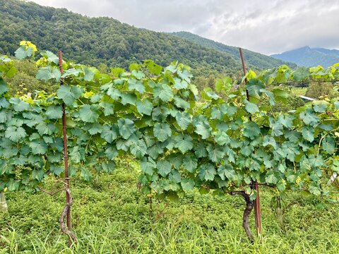 A winery with beautiful green grape vines on a mountain farm in Georgia.