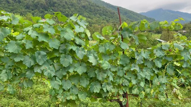 A winery with beautiful green grape vines on a mountain farm in Georgia.