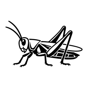 vector illustration of a grasshopper