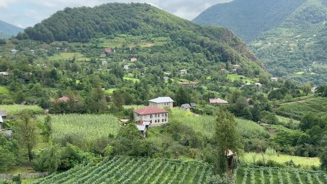 Aerial view of  winery with beautiful green grape vines on a mountain farm in Georgia.