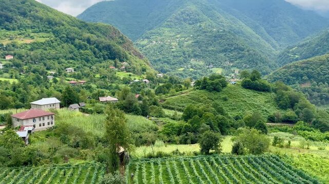 Aerial view of  winery with beautiful green grape vines on a mountain farm in Georgia.
