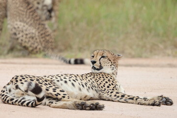The cheetah (Acinonyx jubatus jubatus) is a species of large feline and the only living member of the genus Acinonyx. This photo was taken in Kruger National Park, South Africa. © feathercollector