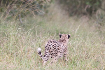 The cheetah (Acinonyx jubatus jubatus) is a species of large feline and the only living member of the genus Acinonyx. This photo was taken in Kruger National Park, South Africa. © feathercollector