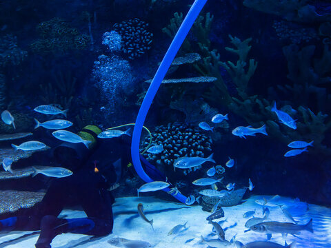 Professional diver cleaning a tropical marine aquarium