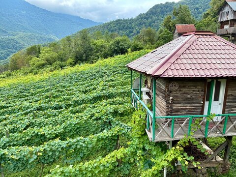 Beautiful vinery afrm in Georgia, mountain hills with vines and the small house in Adjaria area of Georgia