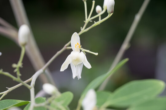 Beautiful Moringa (Moringa oleifera) flower.